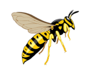 yellow-jacket-Hornet